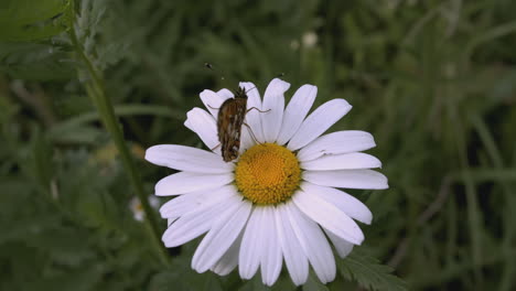 mariposa en una margarita