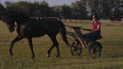 woman driving a horse-drawn carriage