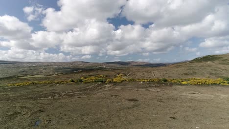 seguimiento aéreo sobre hermosos brezales y una carretera que divide grandes cantidades de aulagas en flor.