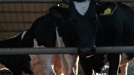 group of cattle gathered together with registration tags in farming pen