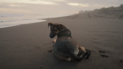 domestic dog lying in the sand along the seashore of tropical beach