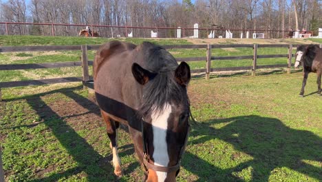 Pferd-Im-Tanglewood-Park-In-Clemmons-North-Carolina-In-Der-Nähe-Von-Winston-Salem-NC