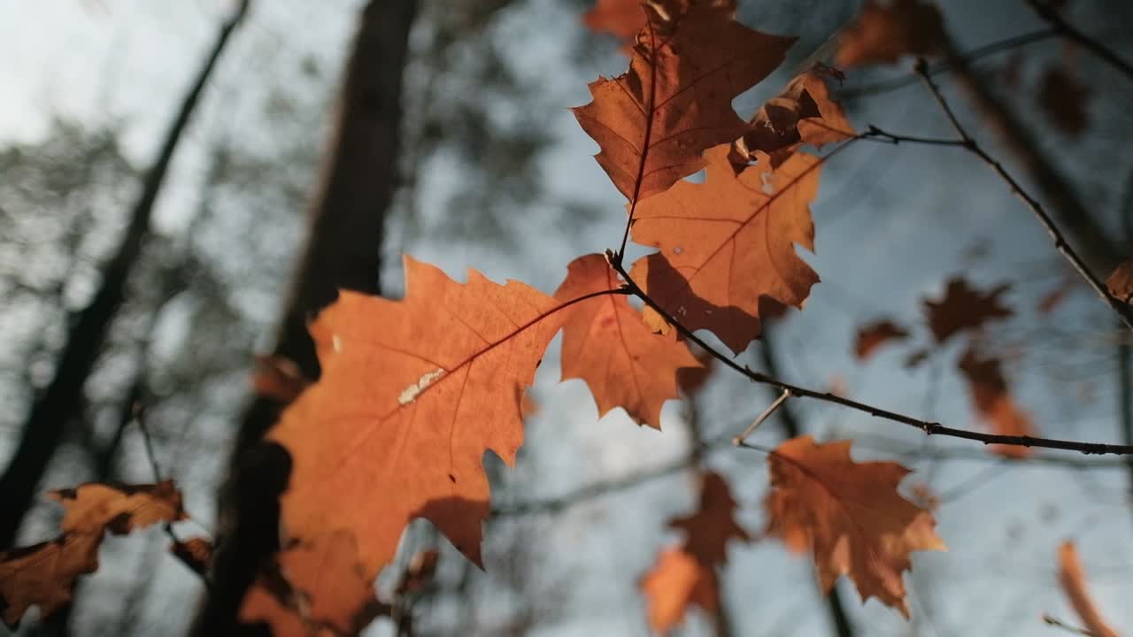 hojas de otoño meciéndose en el viento a la luz del sol, primer plano