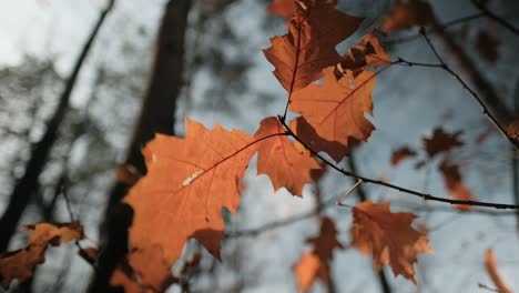 autumn leaves swaying in the wind in sunlight, closeup