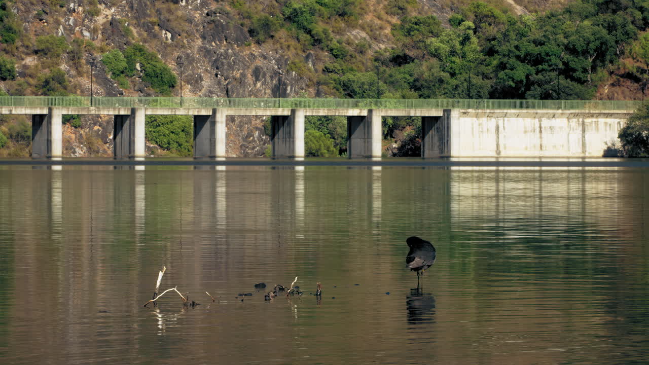 Isolated Red-Knobbed coot on the lake
