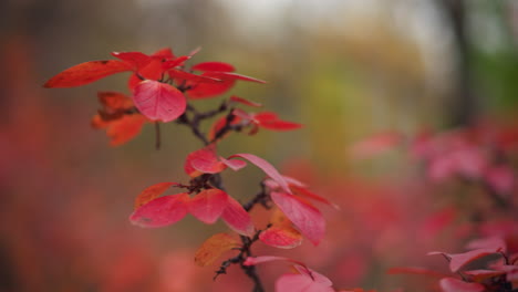 close-up of vibrant red autumn leaves swaying gently with wind, set against a blurred background featuring greenery, capturing the beauty of autumn's color contrast and tranquil motion