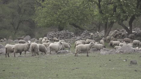 Toma-De-Una-Manada-De-Pastizales-Pastando-Alrededor-De-Los-Pastizales-En-Las-Afueras-De-Un-Bosque-Durante-El-Día