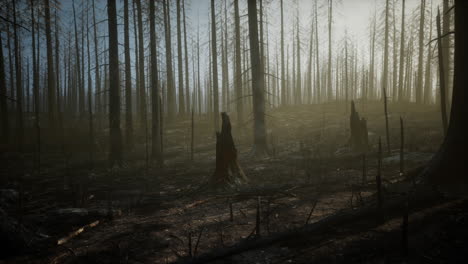 black ashes of canary pine after forest fire