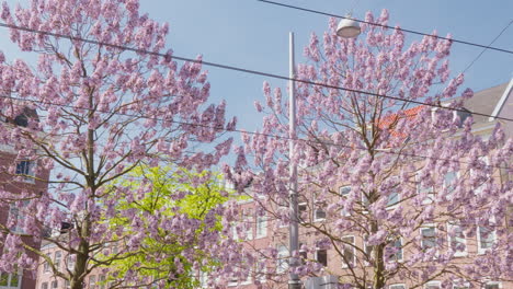 Blühender-Kiri-Baum-Im-Städtischen-Umfeld:-Förderung-Einer-Nachhaltigen-Stadtplanung-Für-Klimaresilienz