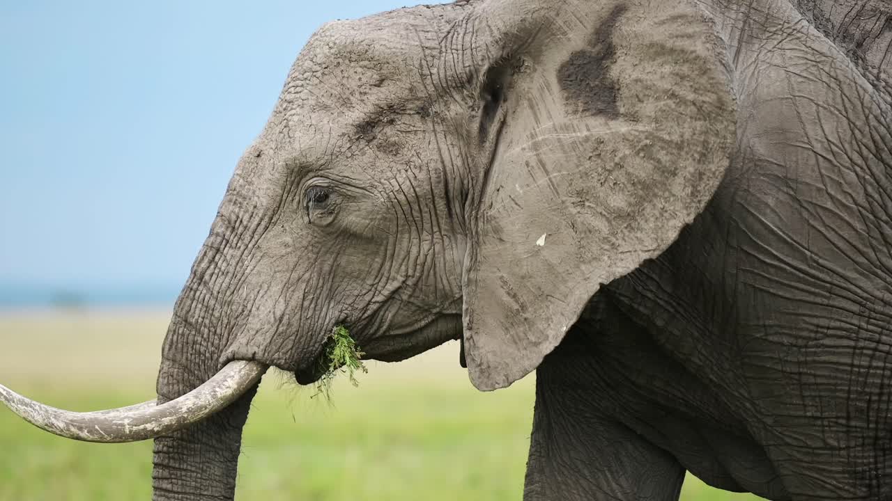 fotografía de cerca de un elefante comiendo hierba y alimentándose, detalle de las orejas, tronco, vida silvestre africana en la reserva nacional de maasai mara, kenia, áfrica animales de safari en la reserva de masai mara north