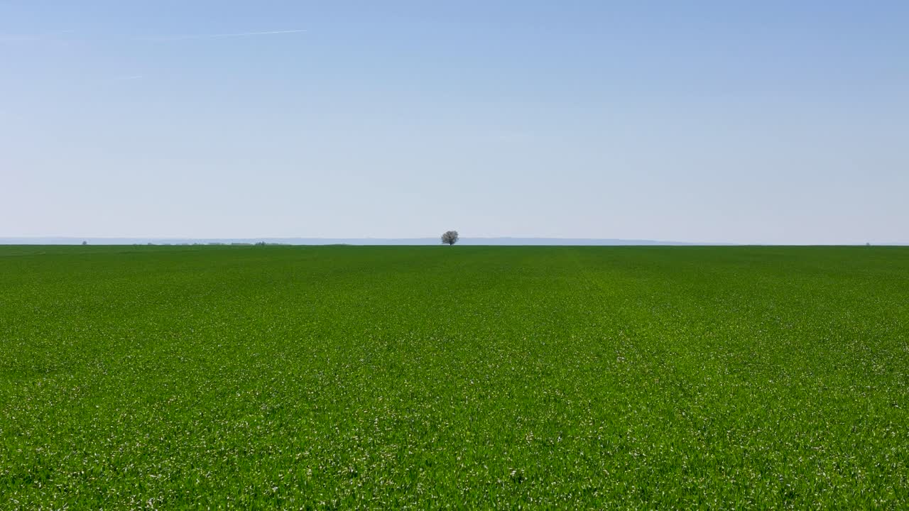 중앙에 나무가 있는 광활한 초록색 밀  위의 측면 공중 전망
