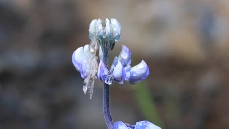 4k isländische lila blume mit regentropfen