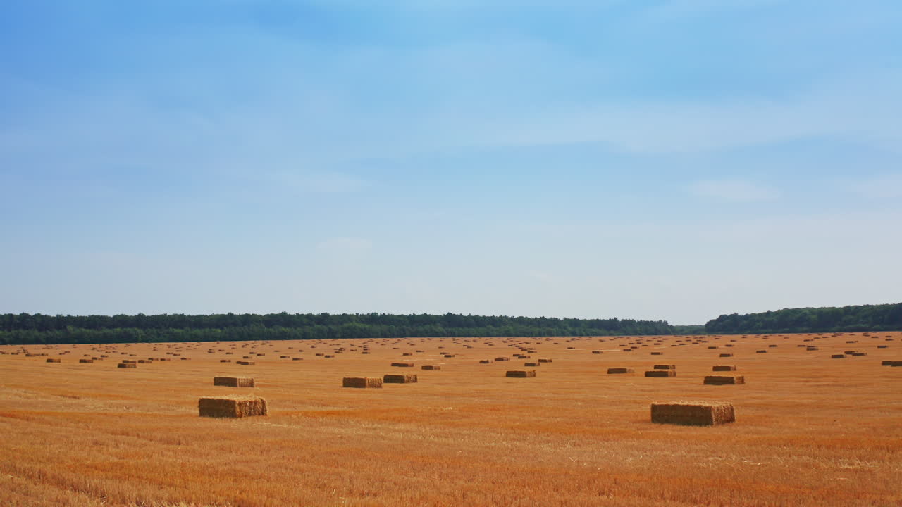 Mowed wheat field after picking crops. Packs of hay left by the farmers are around the plantation. Blue sky backdrop.