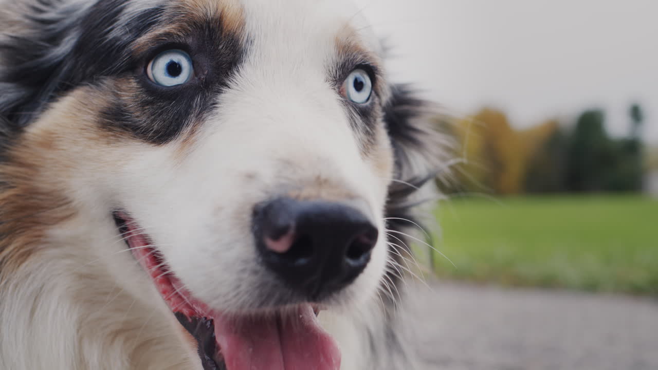 Portrait of a smiling shepherd dog with blue eyes