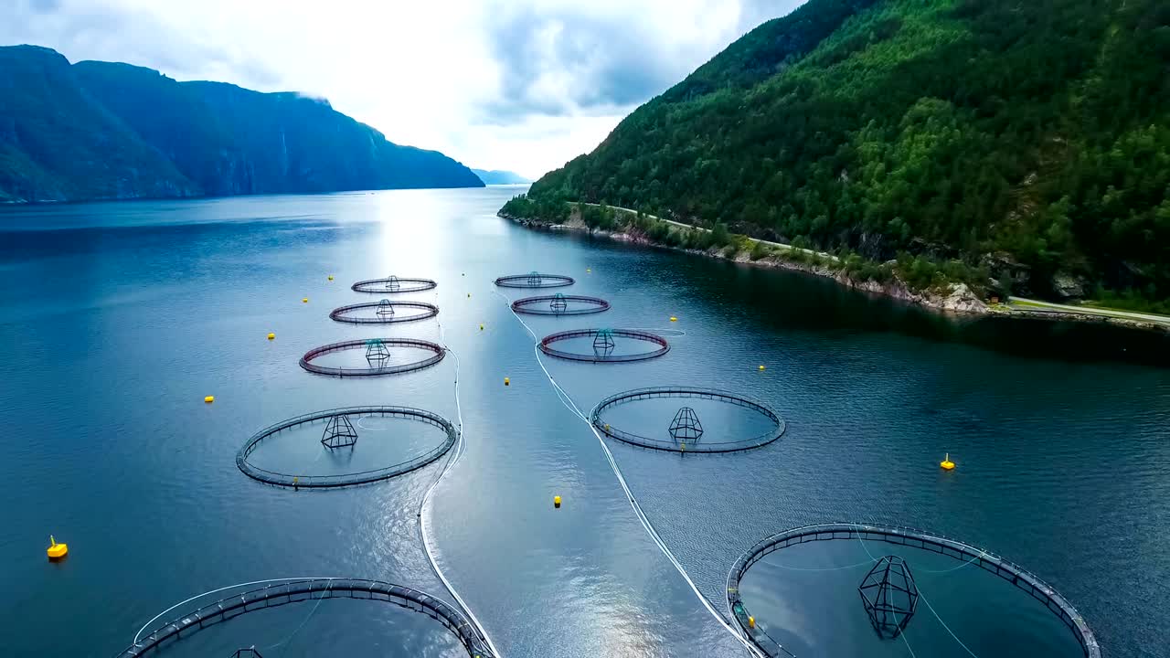 воздушные кадры рыболовства лосося на ферме в норвегии
