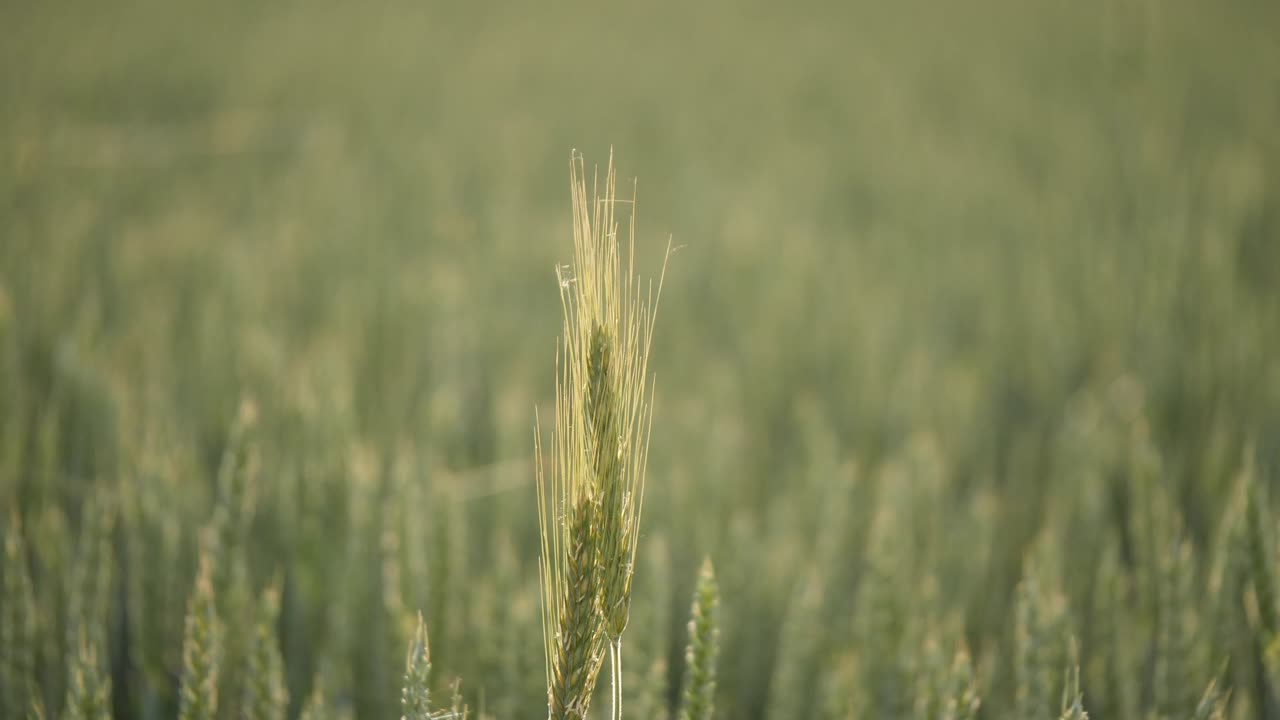Grain field during the summer days