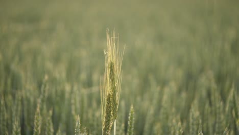 Campo-De-Grano-Durante-Los-Días-De-Verano