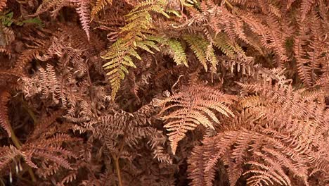 brown bracken fronds in autumn. england. uk