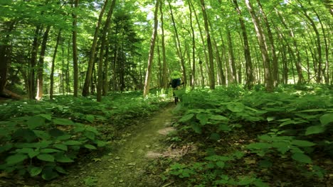 riding mountain bike through green forest