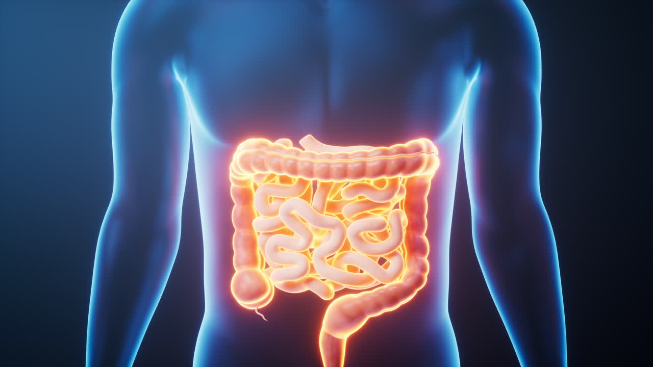 órgano del tracto intestinal en el cuerpo humano transparente, renderización en 3d.
