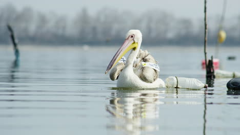 Joven-Gran-Pelícano-Blanco-Limpieza-Acicalarse-Plumas-Lago-Kerkini