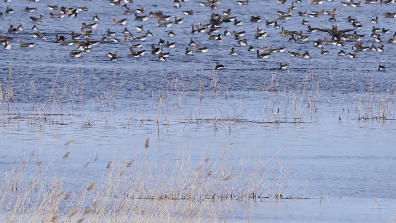 穏やかな湖に密集して集まった大群の水鳥が、かすかなさざ波と散らばった葦のある青い水面に自然な模様を形成している。