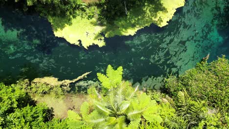 A-drone-ascends-over-Santo's-Blue-Hole-Hangout-to-reveal-lush-green-forests-on-the-island-of-Espiritu-Santo