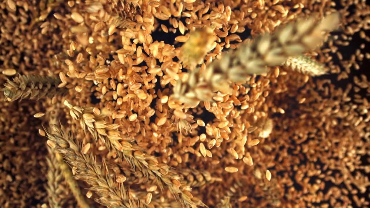 Goldene Weizenkörner und Ähren fallen in Zeitlupe.