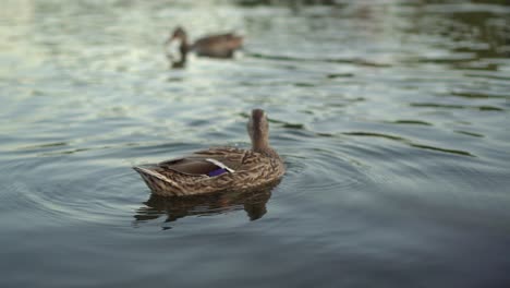 wild ducks swim on the lake in the evening 02