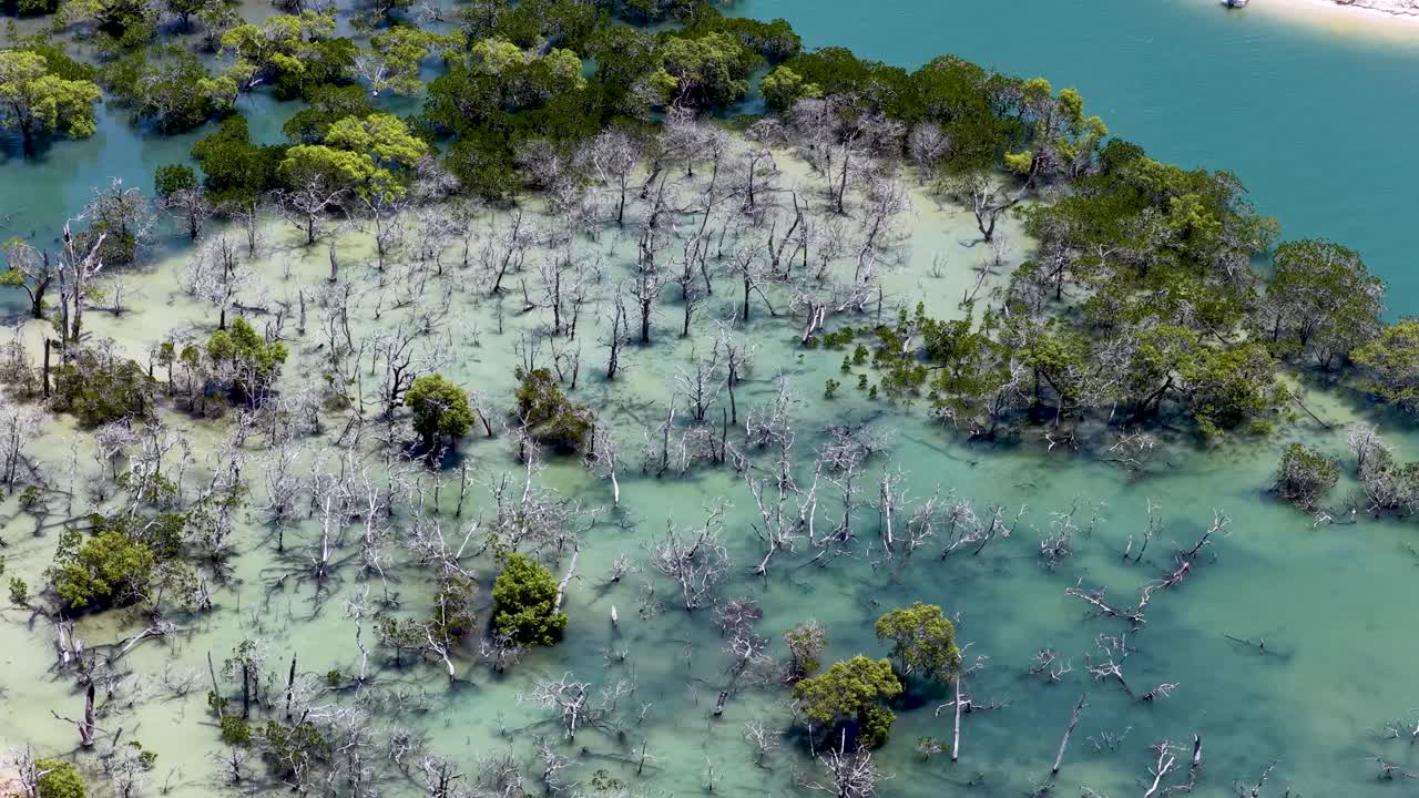 Uma foto aérea em ângulo alto com drone captura árvores esqueléticas de mangue em águas costeiras rasas e turquesa