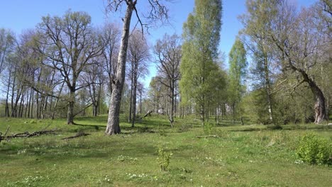 Toma-Estática-De-Un-Bosque-Sueco.