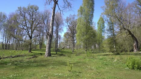 fotografía estática de un bosque sueco