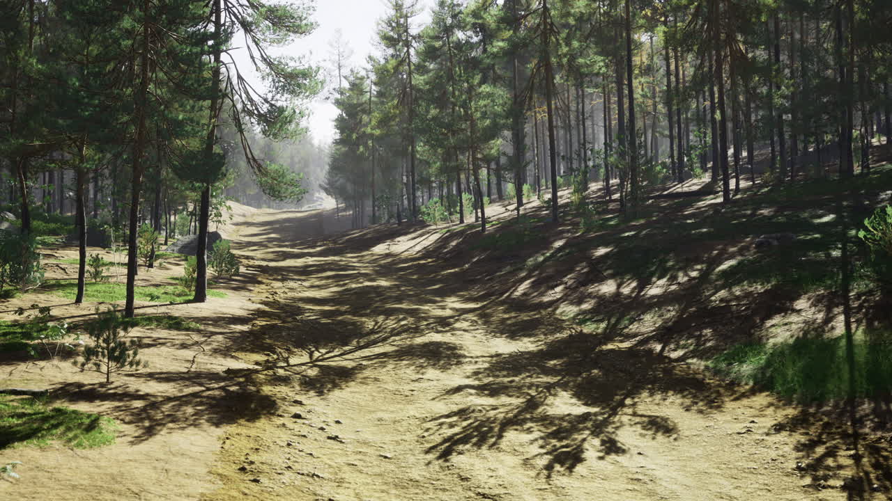 Sunlight filtering through tall trees in a tranquil forest path