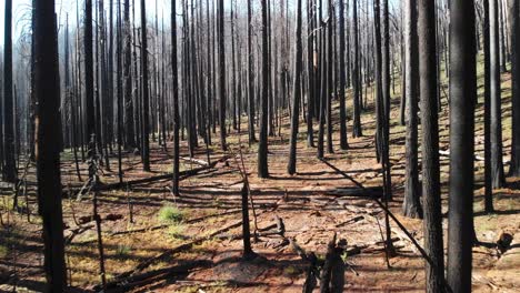 Aerial-Shot-Flying-Through-Burned-Trees-After-Destructive-Wildfire