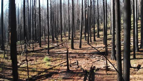 toma aérea volando a través de árboles quemados después de un incendio forestal destructivo
