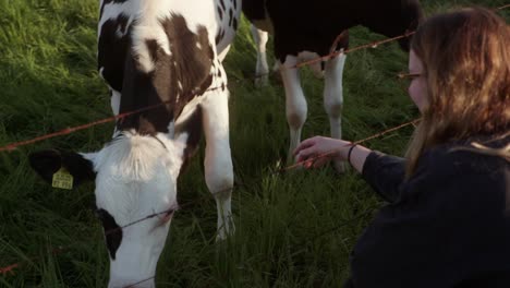 a girl is bonding with a shy young cow.
