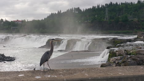 crane, oregon city, oregon - willamette falls