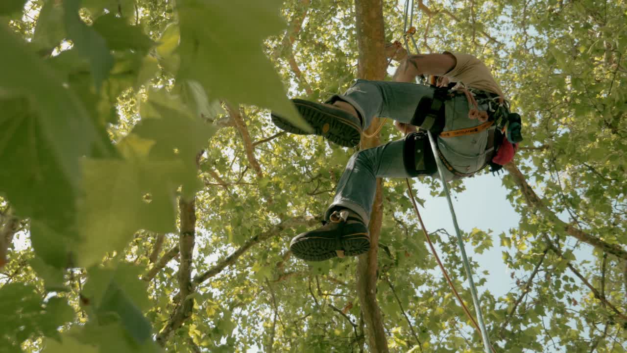 un escalador instala sus cuerdas de escalada en un árbol - dordogne - francia