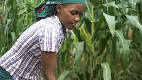 Close-up-shot-of-an-African-womans-face-while-wearing-a-traditional-head-scarf-and-digging-in-a-garden-in-rural-Africa