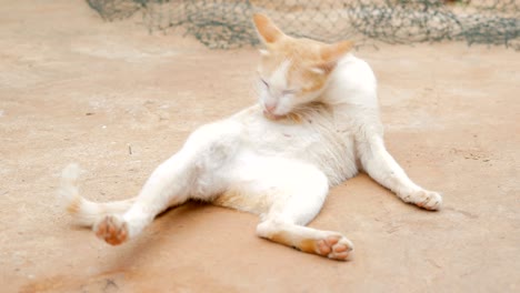 the cat living at the countryside of thailand