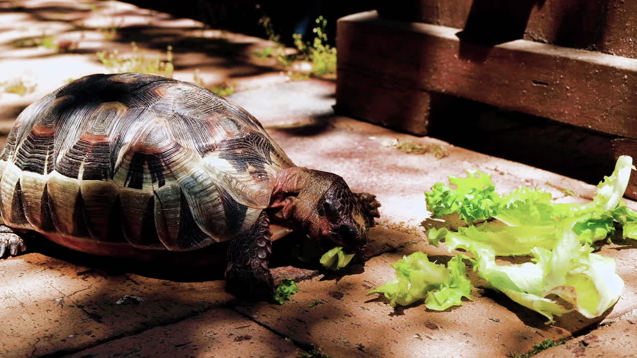 toma estática de tortuga angular comiendo lechuga verde en pavimentación, sol irregular