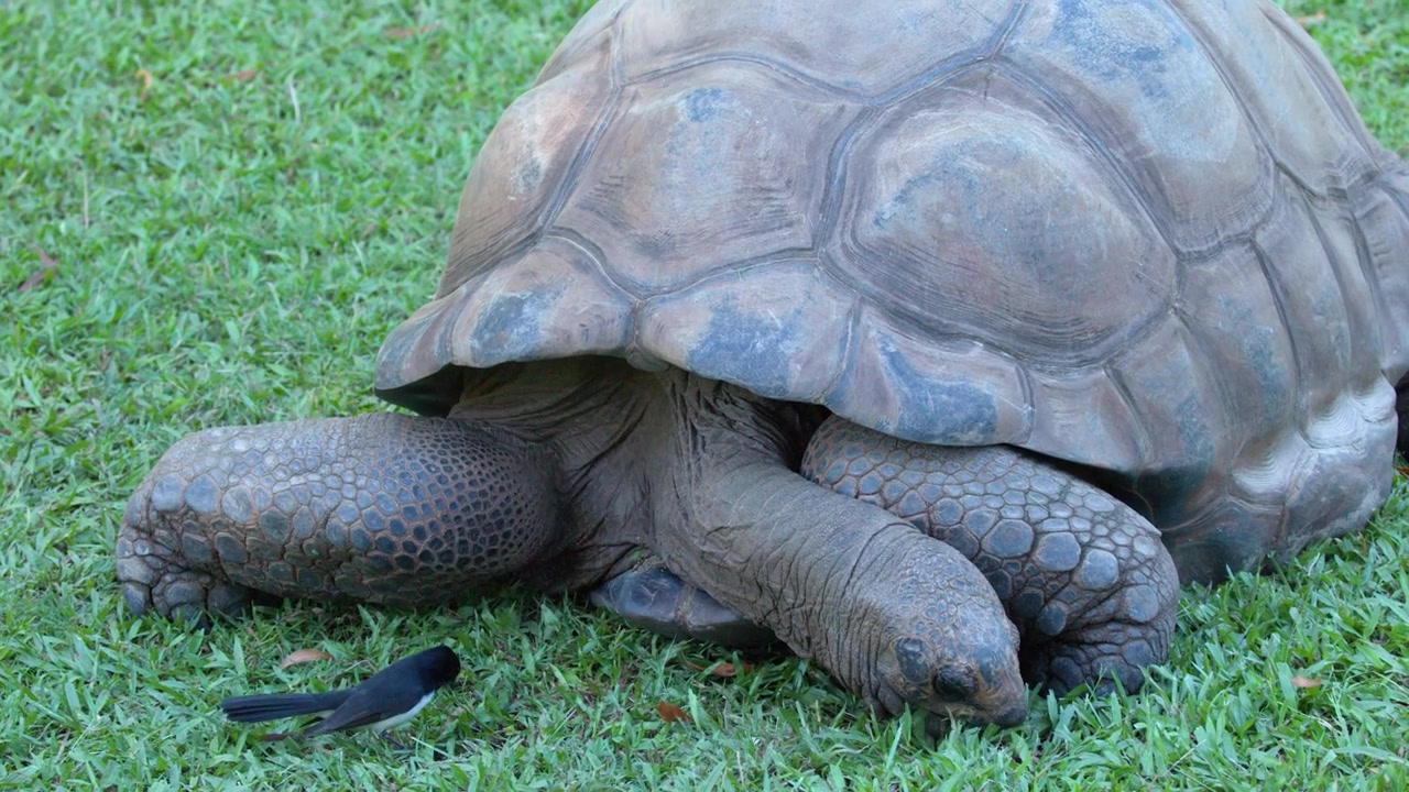 Close-up shot of a giant tortoise eating grass while a small bird watches in Australia