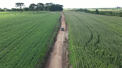 camino rural con campo de maíz, paisaje agrícola típico del sur de brasil, vista de drones