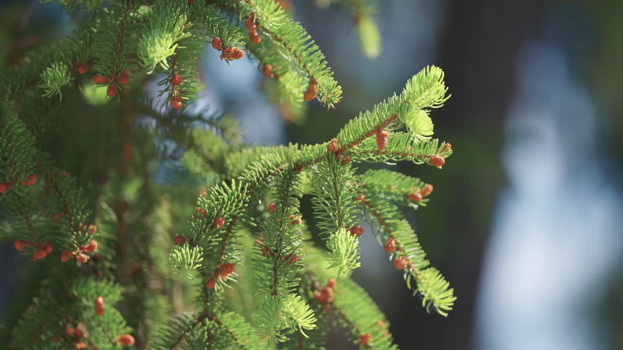 Close-up of a fir branch bathed in sunlight, with vibrant green needles and budding pine cones