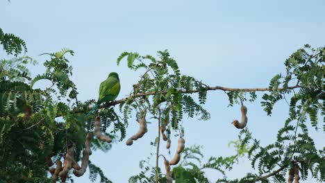 Der-Rothalssittich-Psittacula-Alexandri,-Thailand,-Sitzt-Auf-Einem-Horizontalen-Ast-Mit-Blättern,-Von-Dessen-Rücken-Aus-Gesehen,-Und-Fliegt-Dann-In-Richtung-Feld