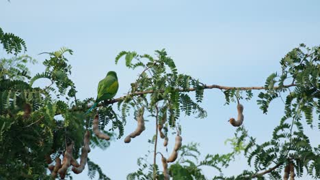 encaramado en una rama horizontal con hojas como se ve desde su espalda luego vuela hacia el campo, periquito de pecho rojo psittacula alexandri, tailandia