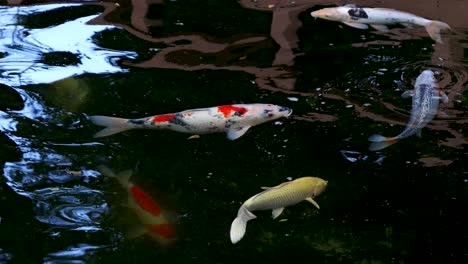 Typical-Japanese-Koi-fish-swimming-in-dark-pond