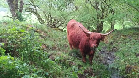 Highland-cow-eating-in-slowmotion