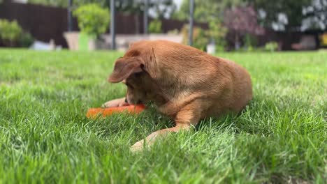 cute-brown-puppy-Jack-Russel-dog-chewing-on-a-bone-in-the-garden-whilst-having-allergies-and-sneezing-heavily