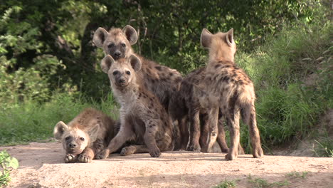 cute hyena cubs waiting at the den for the adults to return